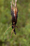 Carolina yelloweyed grass